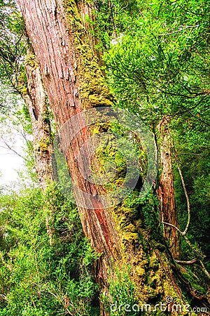 eucalypt forest Tasmania Stock Photo