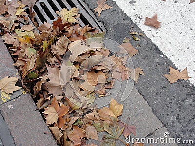 Fallen autumn leaves on street drain, after the rain. Stock Photo