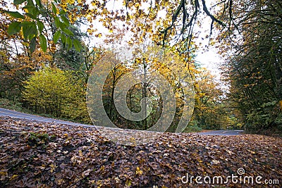 Wet fallen leaves on side of road in autumn forest Stock Photo