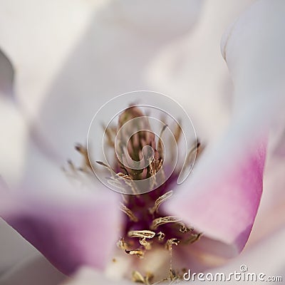 Wet, flower in field, Magnolia. Stock Photo