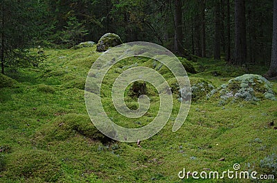 A wet forest in Dalarna Stock Photo