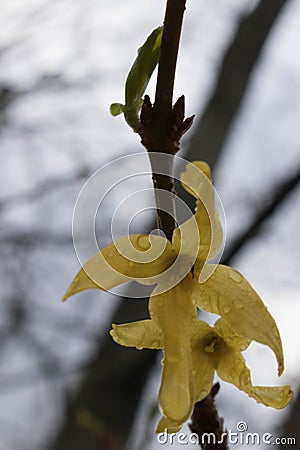 Wet Forsythia Blooms Stock Photo
