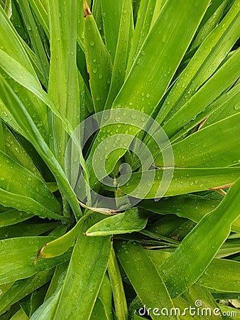 Wet and fresh reed growing Stock Photo