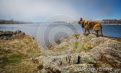 Wet German Shepherd Dog standing by Quidi Vidi Lake Stock Photo