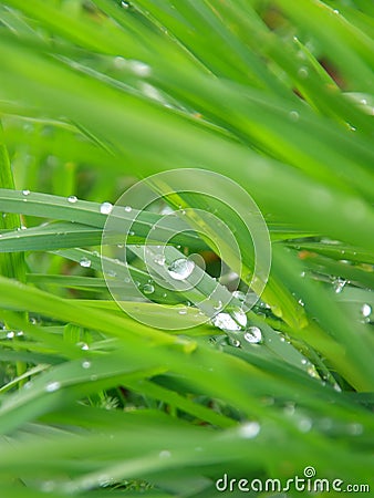 Wet grass closeup - green background Stock Photo