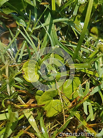 Wet grass and Lilly-pad shaped leaves sparkiling in the sun Stock Photo