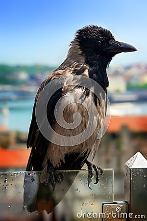 Wet gray crow Stock Photo