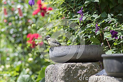 Wet great tit after taking a bath in old teflon pan on the garden, funny scene with colorful green and purple natural background Stock Photo