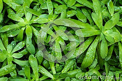 Wet green leaves of extraordinary plant after the rain view from above Stock Photo