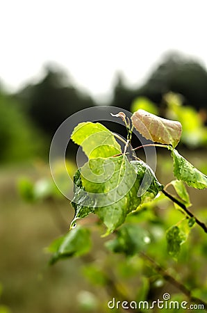 Wet green leaves after the rain. Stock Photo