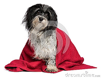 Wet havanese dog with a red towel Stock Photo