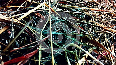 Wet hay & drops Stock Photo