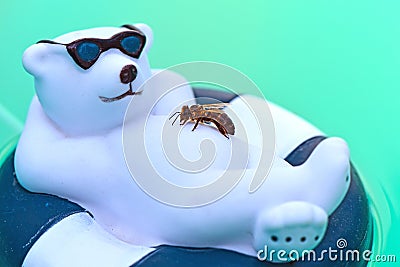 Wet honey bee rescuing from the pool on a plastic polar bear Stock Photo
