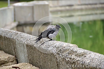 Wet hoodie on the concrete parapet of the embankment Stock Photo