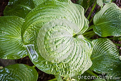 Wet Hosta green leaves in garden with water Stock Photo