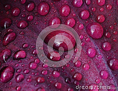 Wet iris petal Stock Photo