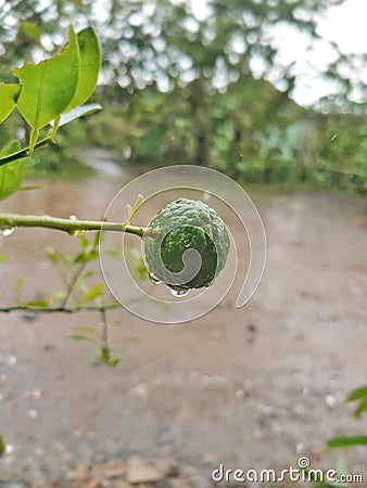 Wet kaffir lime after rain Stock Photo