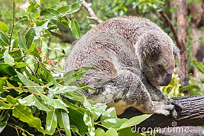 Wet koala bear resting on eucalyptus tree in rain Stock Photo