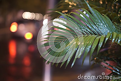 Wet leaf of decorative palm trees Stock Photo