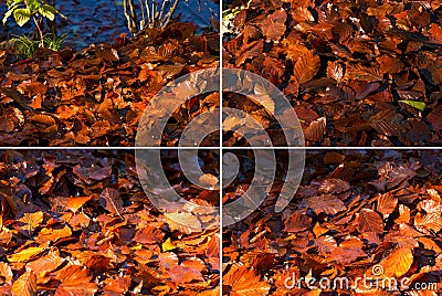 Wet Leaves in Autumn on the Ground Stock Photo