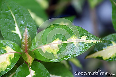 Wet leaves of caricature plant after rain. Stock Photo