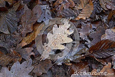 Wet Leaves With Raindrops Stock Photo