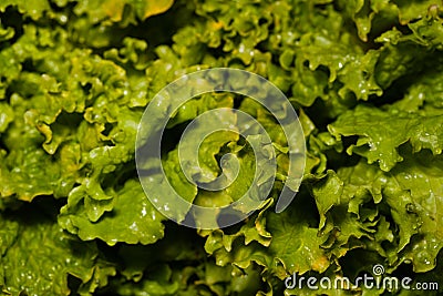 Wet lettuce full frame background Stock Photo