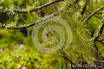 Wet Lichens hanging on tree branches in the Tamadaba forest, Gran Canaria, selective Focus Stock Photo