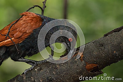 Greater coucal plucking the insects on the branch Stock Photo