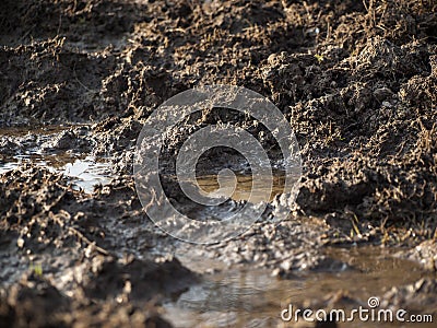 Wet mud Stock Photo