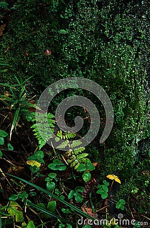 Wet old stump covered with moss, lichen and a small toadstool mushroom Stock Photo