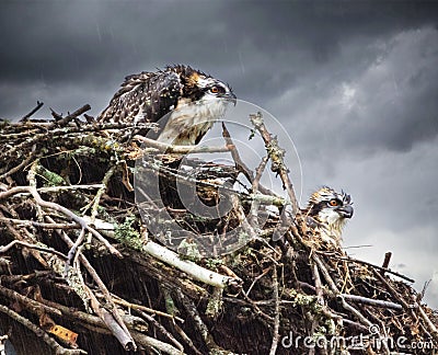 Wet Osprey chicks in Nest Wet rain in back ground looking unhappy Stock Photo