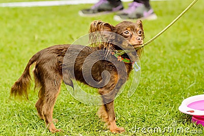 Wet Papillon Stock Photo