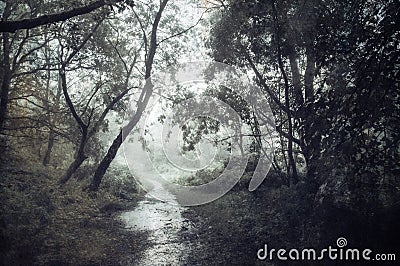 A wet path going into a forest on a foggy day, with a blurred, abstract, grunge, vintage edit Stock Photo