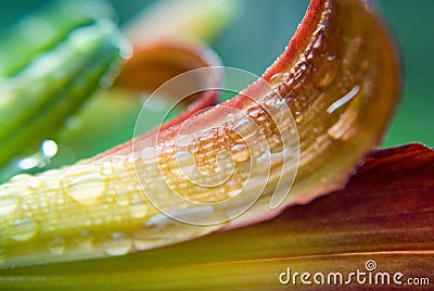 Wet Petal Stock Photo