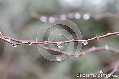 Wet plants during a rainy day, covered with raindrops, Stock Photo