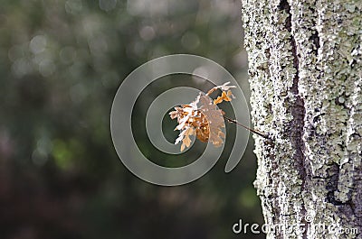 Wet plants during a rainy day, covered with raindrops, Stock Photo