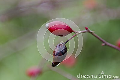 Wet plants during a rainy day, covered with raindrops, pink colored Stock Photo