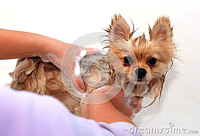 Wet Pomeranian spitz dog on a Woman hands Stock Photo