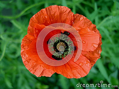 Wet poppy Stock Photo