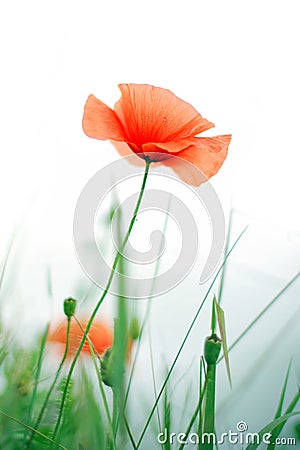 Wet poppy Stock Photo