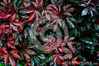 Wet red and green leaves after rain Stock Photo