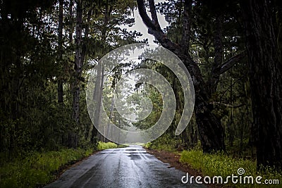 Wet Road Through Mossy Trees Stock Photo