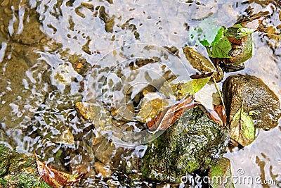 Wet Rocks and Fallen Leaves in a Shallow River Stock Photo