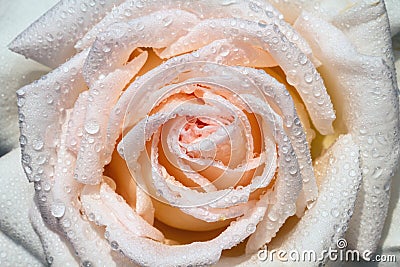 Wet rose Stock Photo