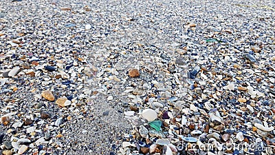 Wet seashell texture with small triangle shape green sea glass Stock Photo