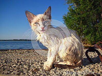 Wet Siamese kitten Stock Photo