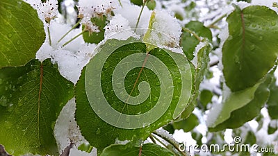 Wet Snowy Leaf Stock Photo