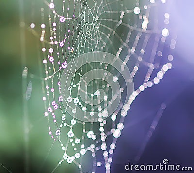 Wet spider web in rain drops. Summer nature details Stock Photo