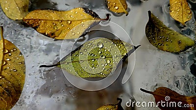 Wet Tree Leaves Falling On Glass Stock Photo